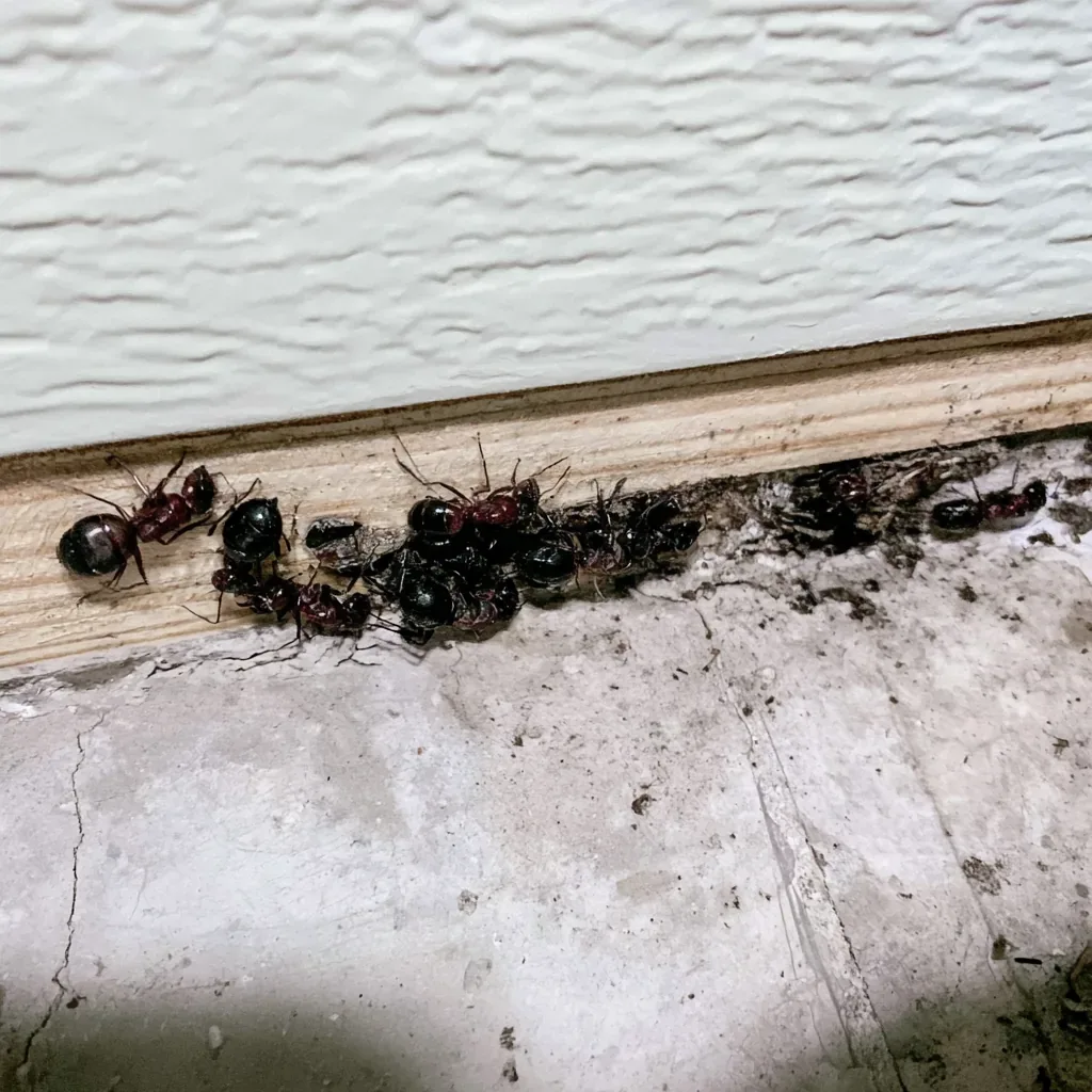 Termites vs Carpenter Ants in Rio Rancho, NM