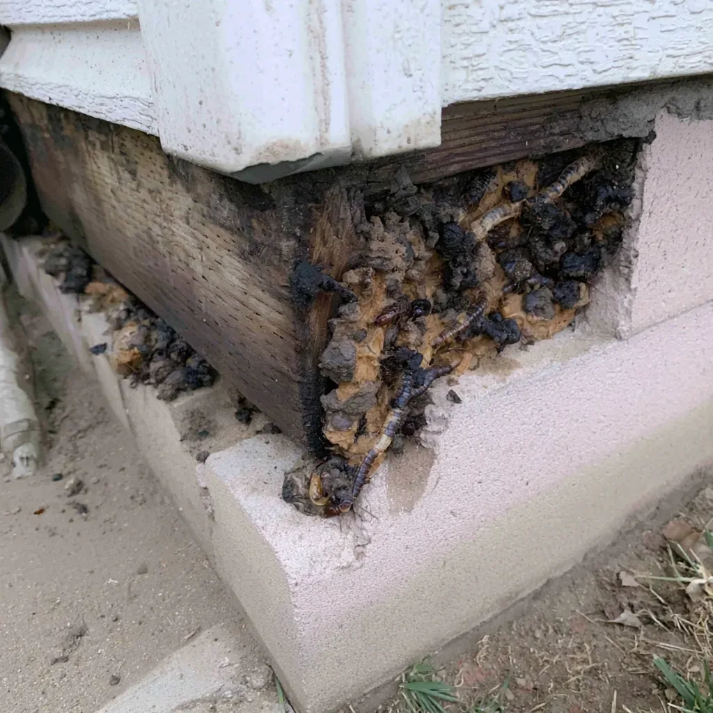 Termidor Termite Treatment termite inspection in Rio Rancho, NM