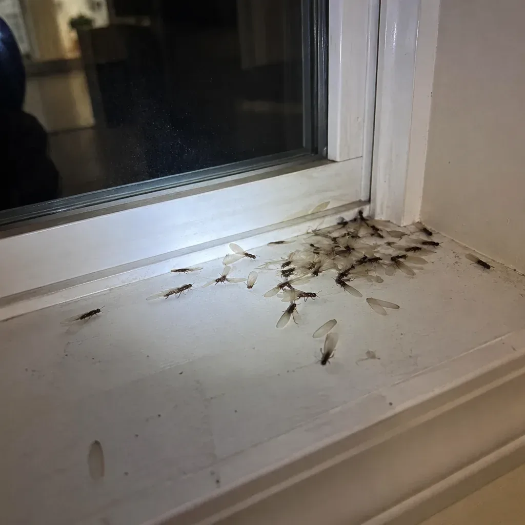Termite warning signs in Rio Rancho, NM