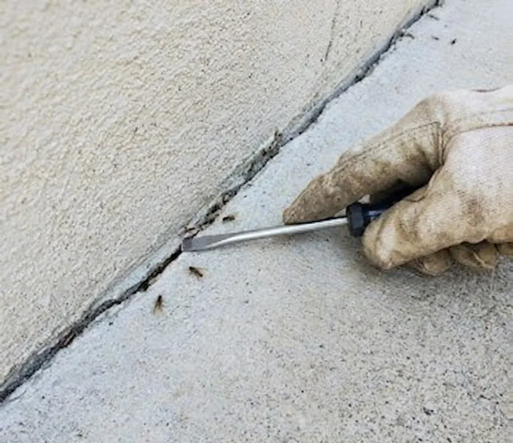 Termite control services in Rio Rancho, NM